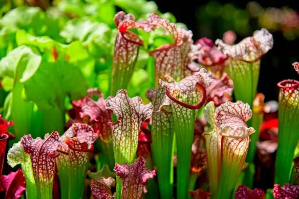 Photo of Sarracenia pitcher carnivorous fly catching plants.