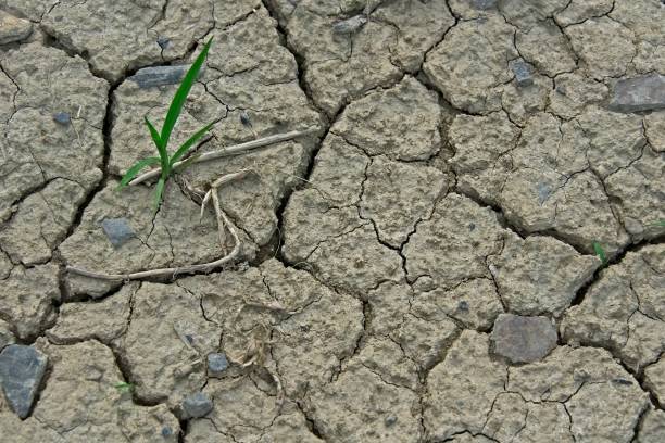 istock One green palnt in cracks in soil from drought 1093911992