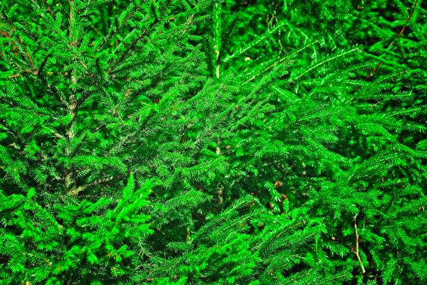istock Green foliage of young spruce tops 1093912264