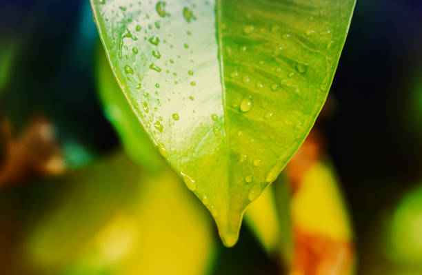 istock Green leaf texture  at sunrise spring nature wallpaper background 1093912454