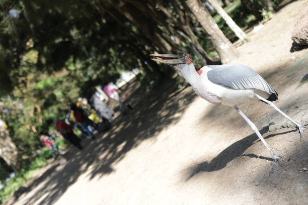 Marabou Stork in Ethiopia