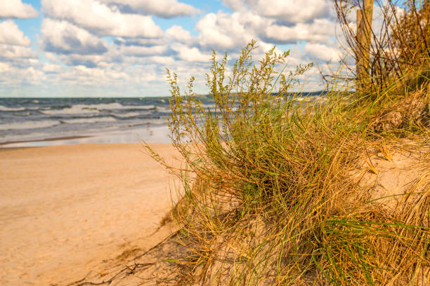 istock beach of the Baltic sea with beach grass 1093913038