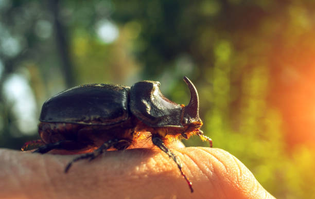 istock giant beetle beetle close-up, an unusual insect beetle with a horn at sunset. 1093914552