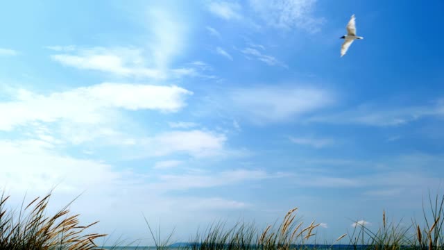 Seagull, blue sky, sand dunes and long grass.