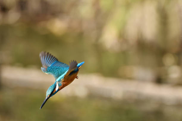 istock The kingfisher who steeply falls 1093918566