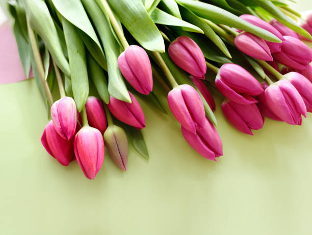 istock Fresh Pink tulips. Beautiful greeting card. Spring Holidays concept. Copyspace. Banner 1093921582