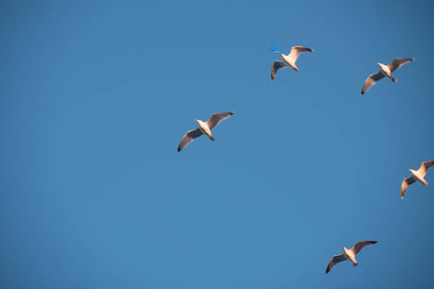 istock Soaring gulls in the blue sky 1093925516
