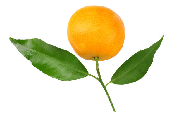 istock one mandarin with green leaf isolated on white background 1093925984