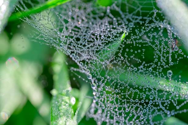 istock Drops of morning dew on small irregulart spider web 1093926456