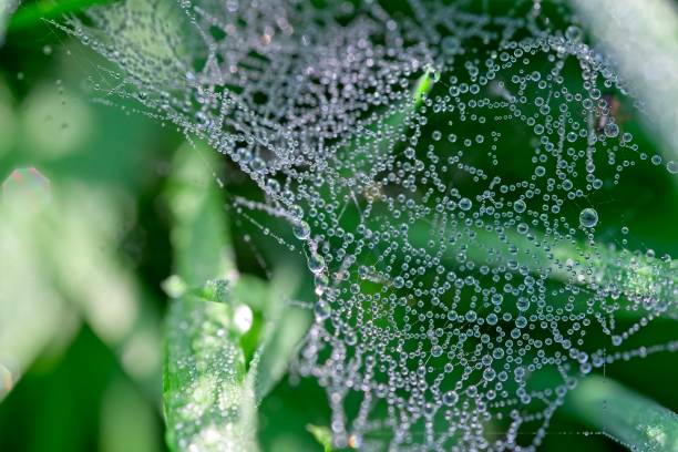 istock Drops of morning dew on small irregulart spider web 1093926466
