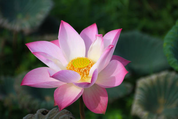 美しい咲くピンクのハスの花のクローズ アップ - lily nature flower macro ストックフォトと画像