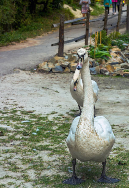 istock White swan walking in summer park 1093932516