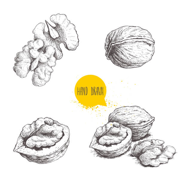 Hand drawn sketch style walnuts set.  Single whole, half and walnut seed. Eco healthy food vector illustration. Isolated on white background. Retro style. Hand drawn sketch style walnuts set.  Single whole, half and walnut seed. Eco healthy food vector illustration. Isolated on white background. Retro style. EPS10 + JPEG preview.. walnut stock illustrations
