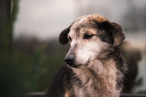 A close-up portrait of a sad stray dog that is looking away.