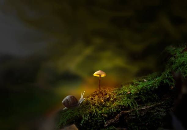 istock Fantasy forest with slug and glowing mushroom 1093935410