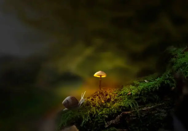 Photo of Fantasy forest with slug and glowing mushroom