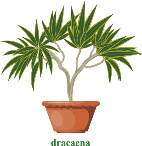 kolorowy obraz dracenu w glinianym garnku na białym tle. obiekt izolowany. dracaena w stylu kreskówki. ilustracja wektorowa - palm people white brown stock illustrations