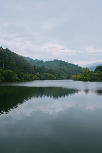 istock trees in the lake in the forest 1093937444