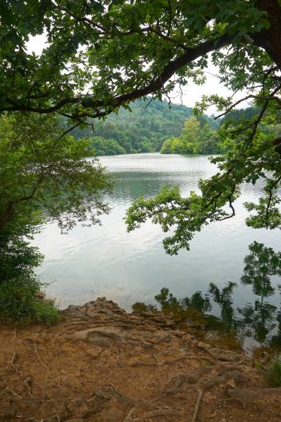 istock trees in the lake in the forest 1093937454