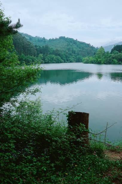 istock trees in the lake in the forest 1093937474