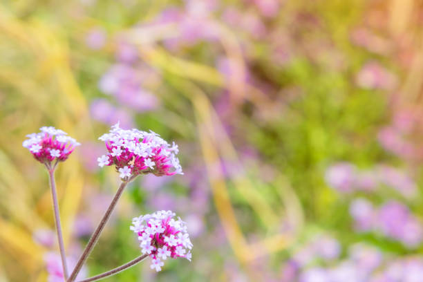 istock Selective focus of pink flowers with defocused background 1093937784