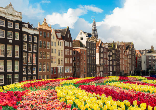 13,300+ Amsterdam Tulips Stock Photos, Pictures & Royalty-Free Images ...