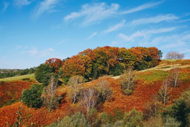 istock trees in the mountain in the nature 1093940454