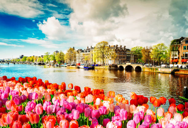 Amstel canal, Amsterdam embankment of Amstel canal with spring tulips in Amsterdam, Netherlands, retro toned canal house photos stock pictures, royalty-free photos & images