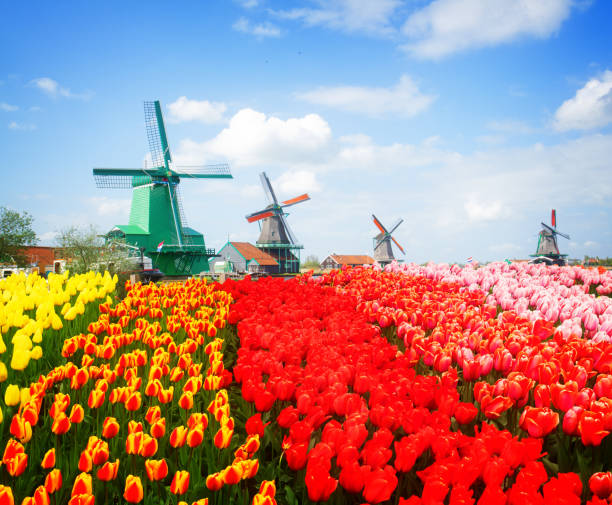 istock view of  Zaanse Schan 1093941668