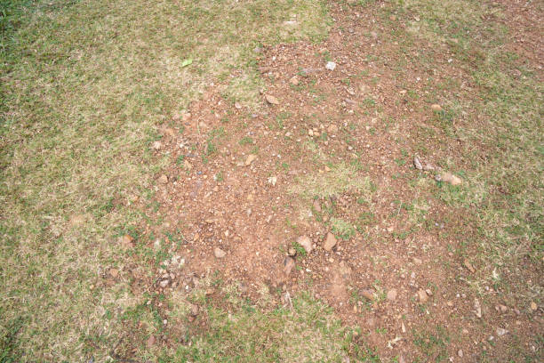 red soil and grass floor background and texture