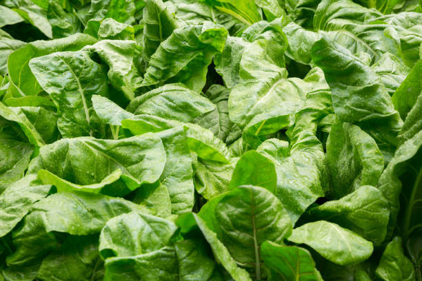 istock sliverbeet grow in vegetable garden 1093945182