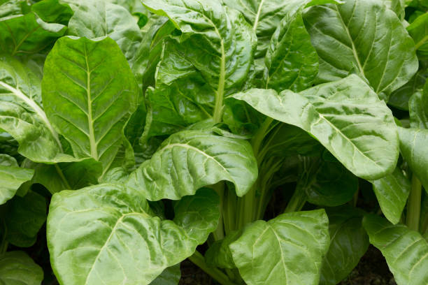 istock sliverbeet grow in vegetable garden 1093945268