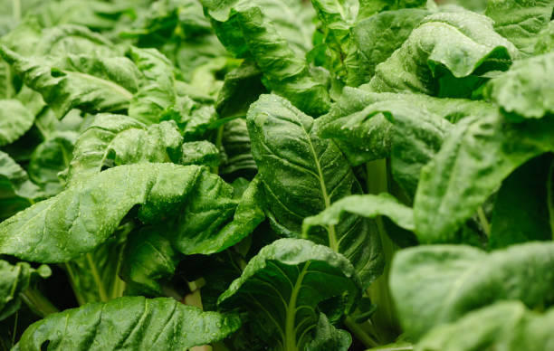 sliverbeet grow in vegetable garden