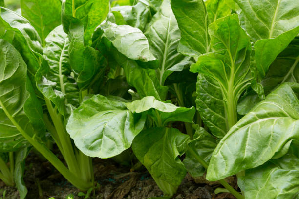 istock sliverbeet grow in vegetable garden 1093948048
