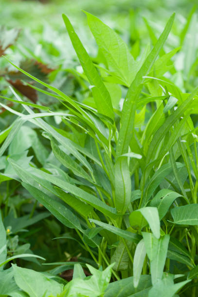 istock Water spinach in the garden 1093949300