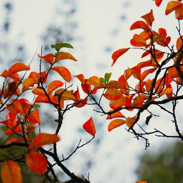 istock abstract colorful tree branches in the nature 1093953130