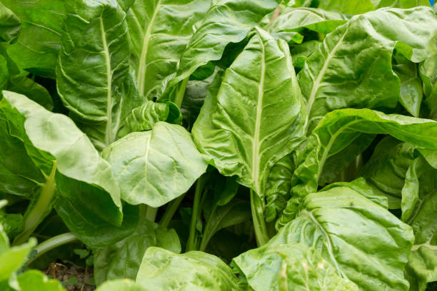istock sliverbeet grow in vegetable garden 1093954906