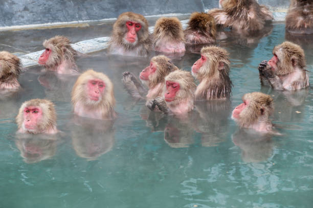 monos de nieve (macaco japonés) relajante en una piscina de aguas termales (onsen) - prefectura de nagano fotografías e imágenes de stock