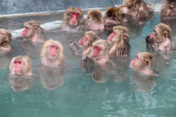 scimmie delle nevi (macaco giapponese) che si rilassano in una piscina termale (onsen) - jigokudani foto e immagini stock