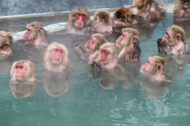 Close up  activities of Snow monkeys (Japanese macaque) relaxing  in a hot spring pool (onsen)