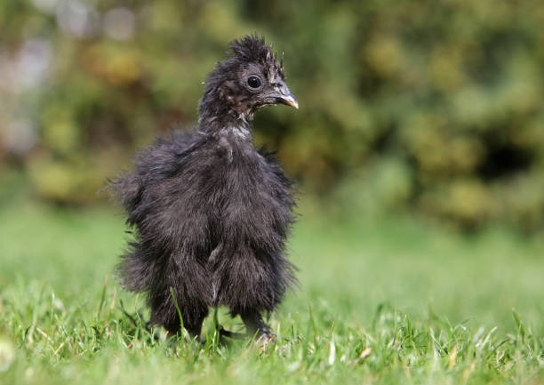 Baby chicken in green grass