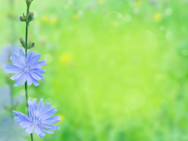 istock Chicory branch on the blurred summer sunny field background 1093957866