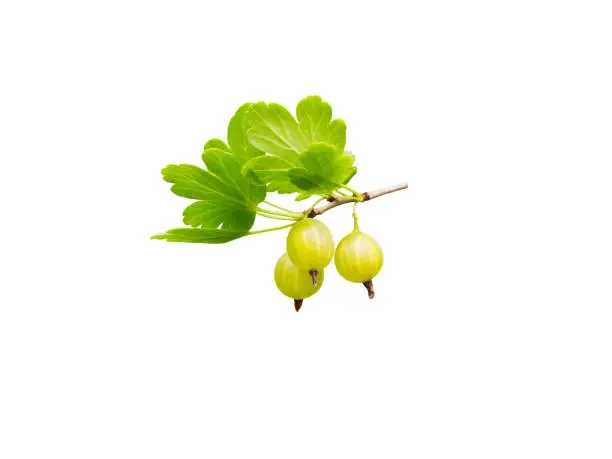 Gooseberry ripe yellow berries and green leaves isolated on white.