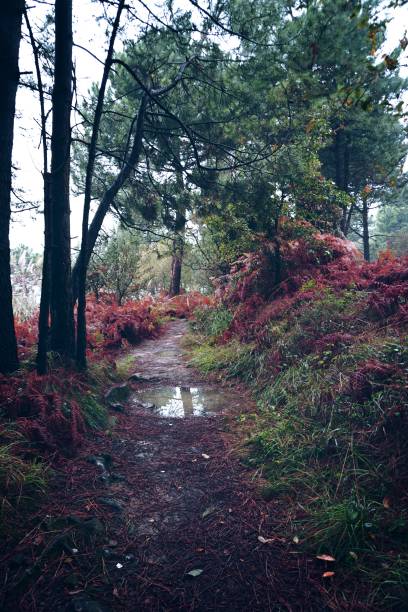 istock trees in the forest in the mountain 1093961914