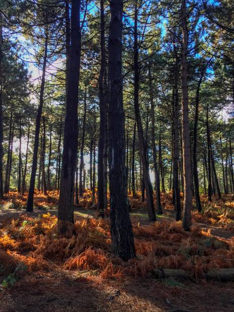 istock trees in the forest in the mountain 1093961928