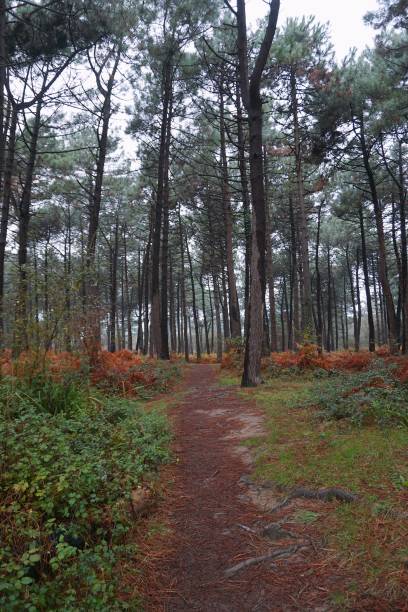 istock trees in the forest in the mountain 1093961966