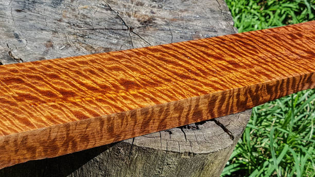 istock Wood has tiger stripe or curly stripe grain, Afzelia wood exotic beautiful pattern for crafts or abstract art Background 1093965394