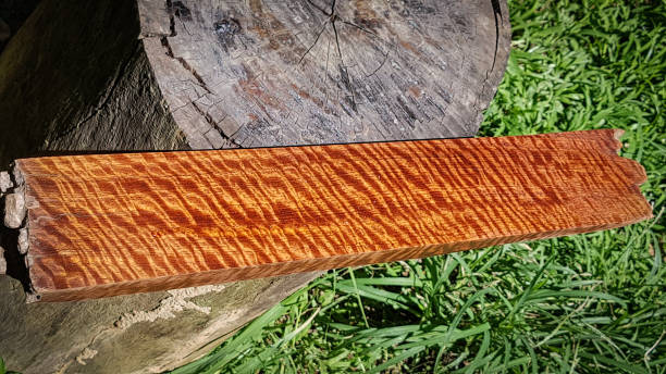 istock Wood has tiger stripe or curly stripe grain, Afzelia wood exotic beautiful pattern for crafts or abstract art Background 1093965430