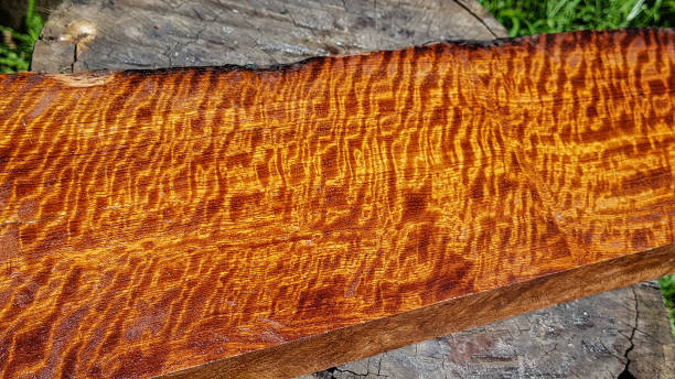 istock Wood has tiger stripe or curly stripe grain, Afzelia wood exotic beautiful pattern for crafts or abstract art Background 1093965564