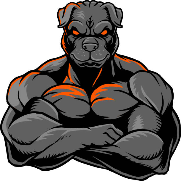 Strong bulldog 01 The illustration shows a strong bulldog whose body is covered with huge muscles. Cruel stock illustrations